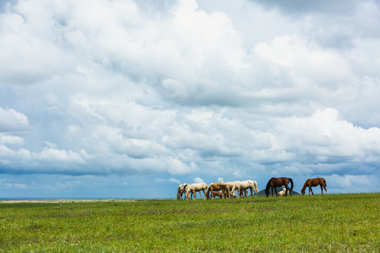 夏季草原牧场吃草马群