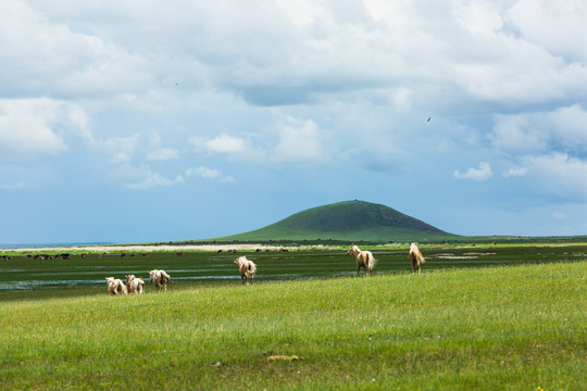 夏季草原河流湿地马群