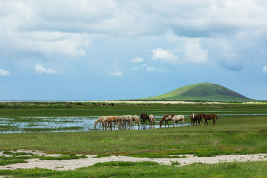 夏季草原河流湿地牛群马群