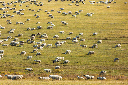 山坡草原秋季羊群