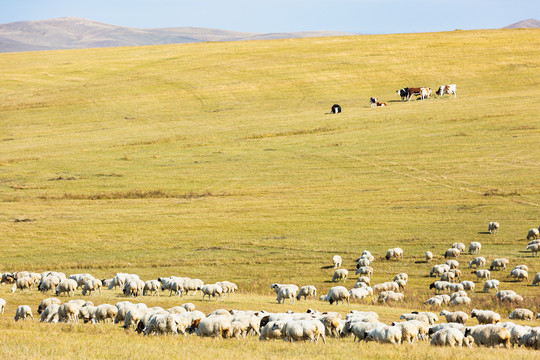 秋季金色草原山坡羊群牛群