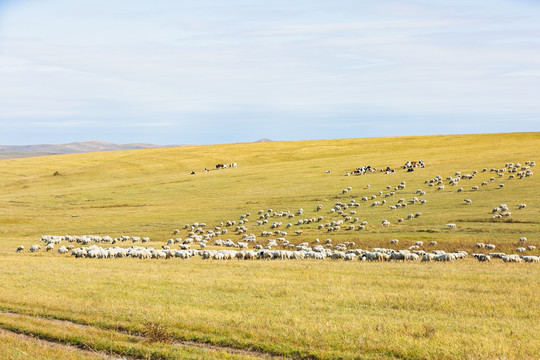 秋季草原山坡羊群牛群