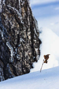 雪地枯树叶