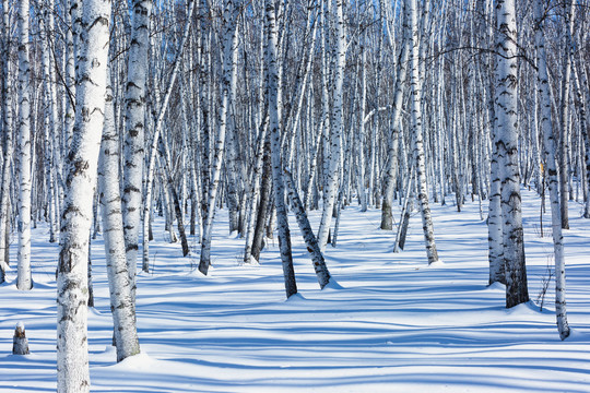 冬季大兴安岭白桦林积雪