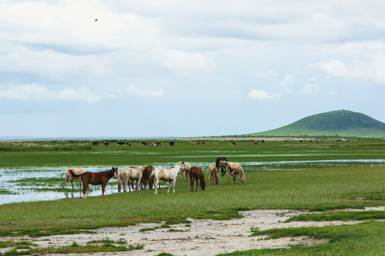 夏季河流湿地草原马群牛群