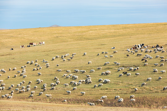 山坡羊群秋季草原牧场