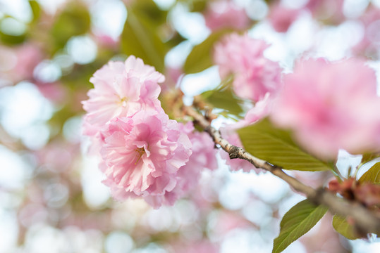 樱花