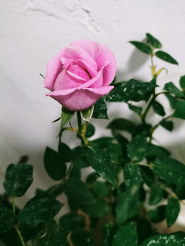 粉红色玫瑰月季蔷薇