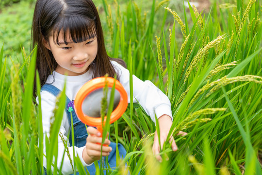 小女孩拿着放大镜观察植物