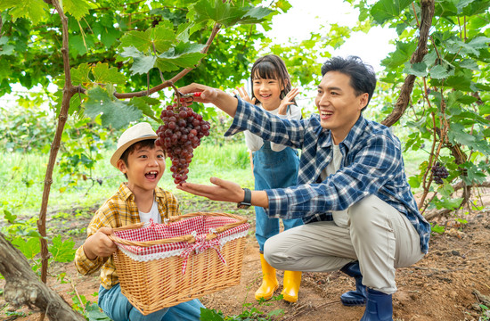 年轻家庭在果园采摘葡萄