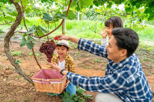 年轻家庭在果园采摘葡萄