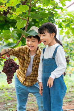 小朋友在果园摘葡萄
