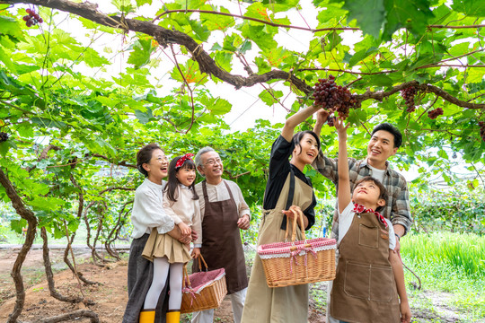 全家人在果园采摘葡萄