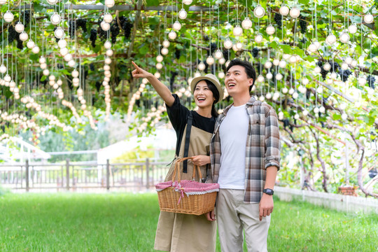 年轻夫妻在果园采摘葡萄