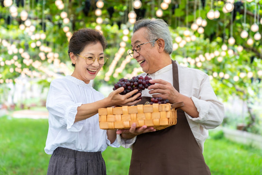 老年夫妻在果园采摘葡萄