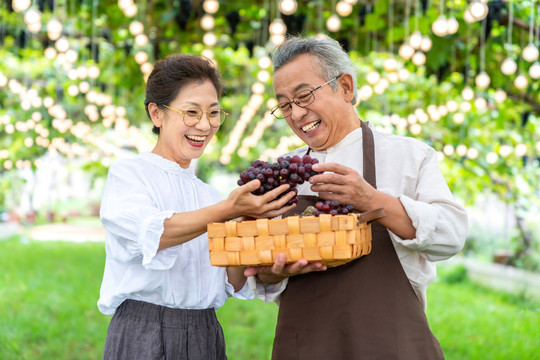 老年夫妻在果园采摘葡萄