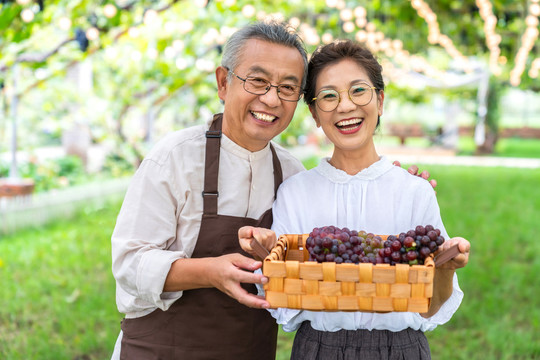 老年夫妻在果园采摘葡萄