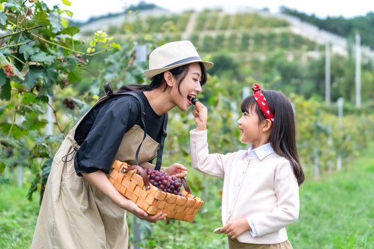 快乐的母女在果园采摘葡萄