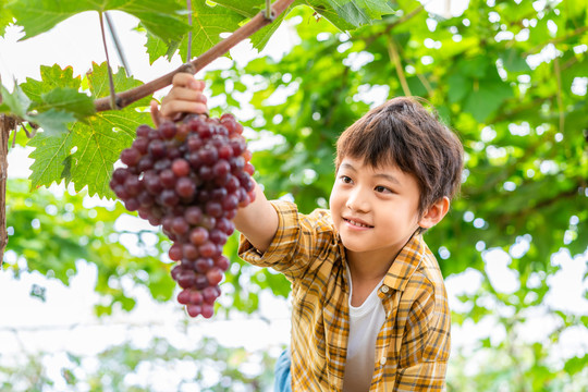 小男孩观察葡萄