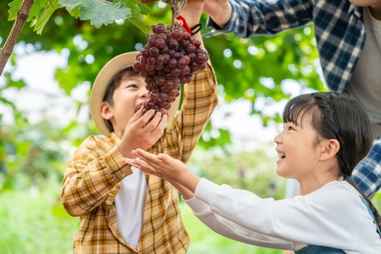 年轻家庭在果园采摘葡萄