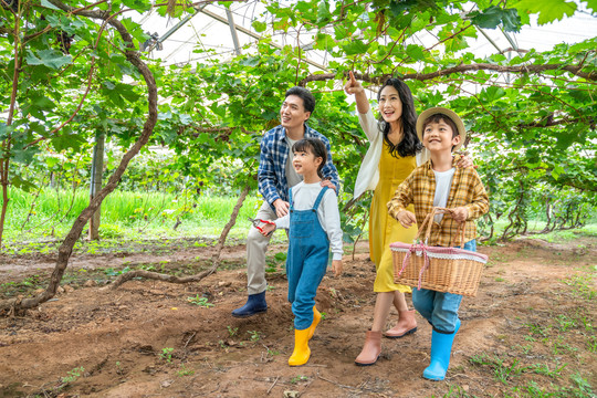 年轻家庭在果园采摘葡萄