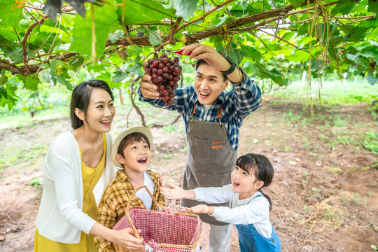 年轻家庭在果园采摘葡萄