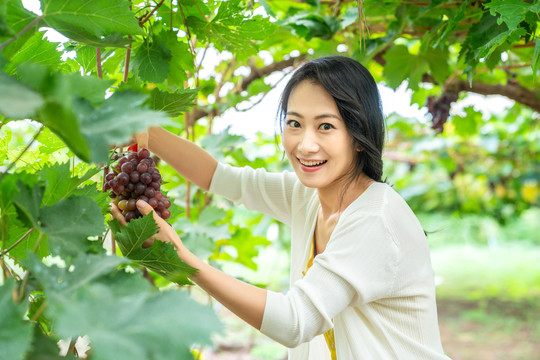 年轻女子在果园采摘葡萄