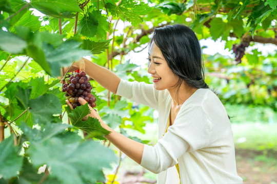 年轻女子在果园采摘葡萄