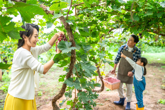 年轻家庭在果园采摘葡萄