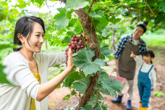 年轻家庭在果园采摘葡萄