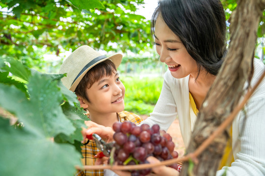 快乐的母子在果园采摘葡萄