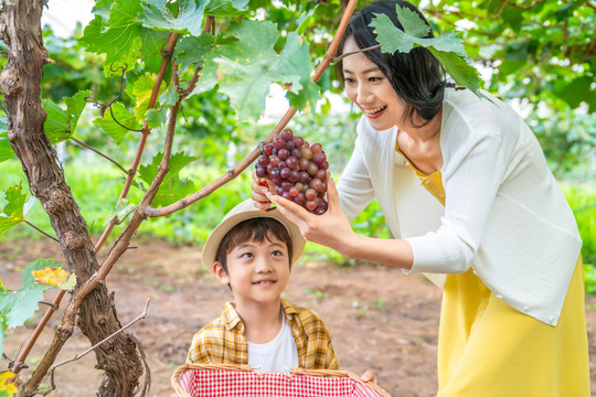 快乐的母子在果园采摘葡萄
