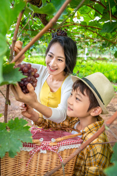 快乐的母子在果园采摘葡萄