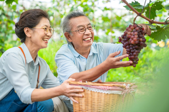 老年夫妻在果园采摘葡萄