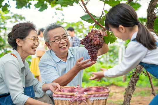 祖孙在果园采摘葡萄