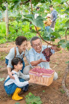 祖孙在果园采摘葡萄