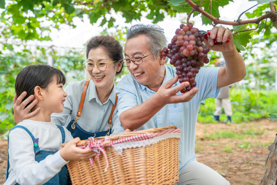 祖孙在果园采摘葡萄