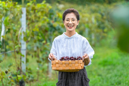 老年女人在果园采摘葡萄