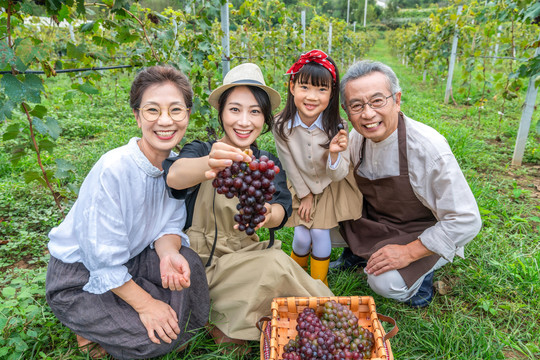 一家人在果园采摘葡萄