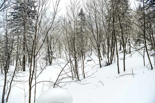 森林雪景