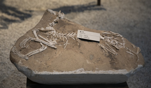 鬣狗化石
