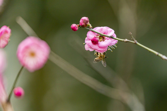 红梅