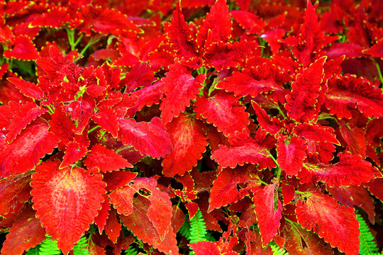 红叶植物背景