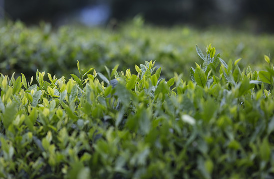 黄山毛峰有机茶生态茶