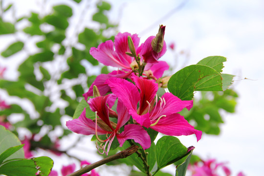 紫色花蜜鸟花