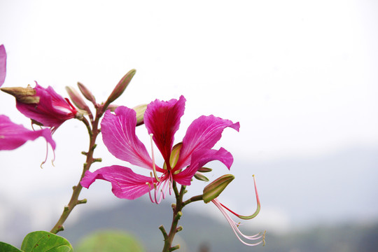 紫色花蜜鸟花
