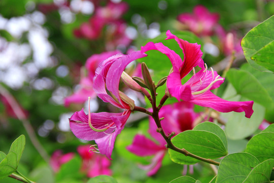 紫色花蜜鸟花