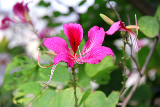 紫色花蜜鸟花