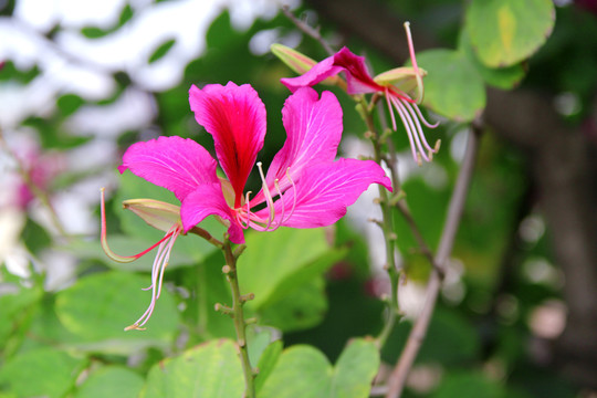 紫色花蜜鸟花