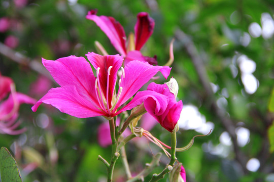 紫色花蜜鸟花